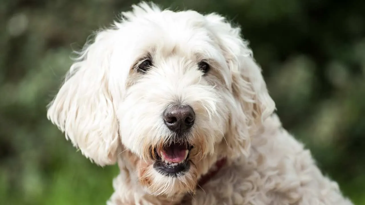 Soft Coated Wheaten Terrier