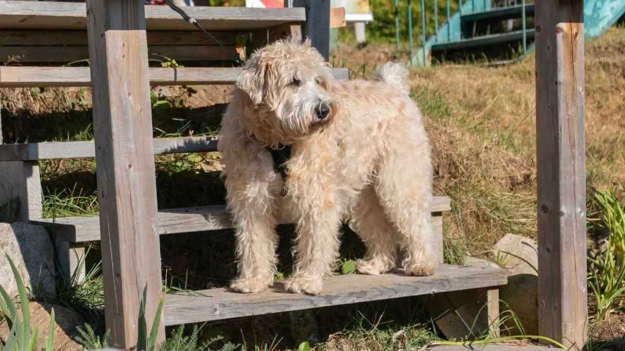 Soft Coated Wheaten Terrier