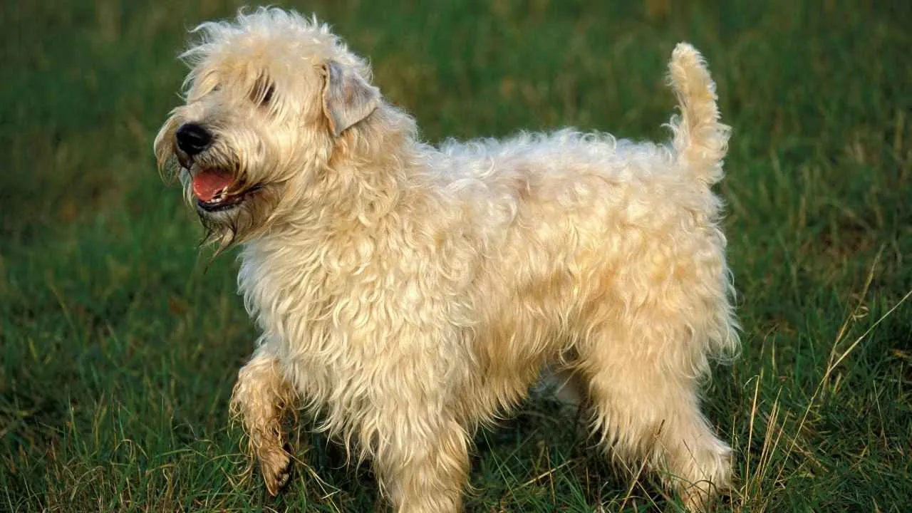 Soft-Coated Wheaten Terrier