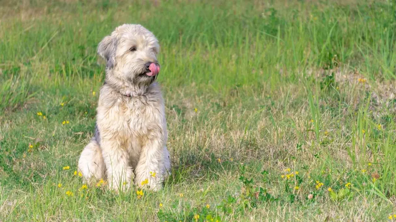 Soft Coated Wheaten Terrier
