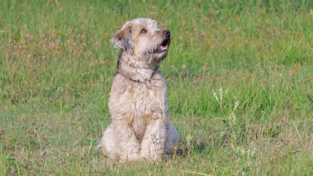 Soft Coated Wheaten Terrier