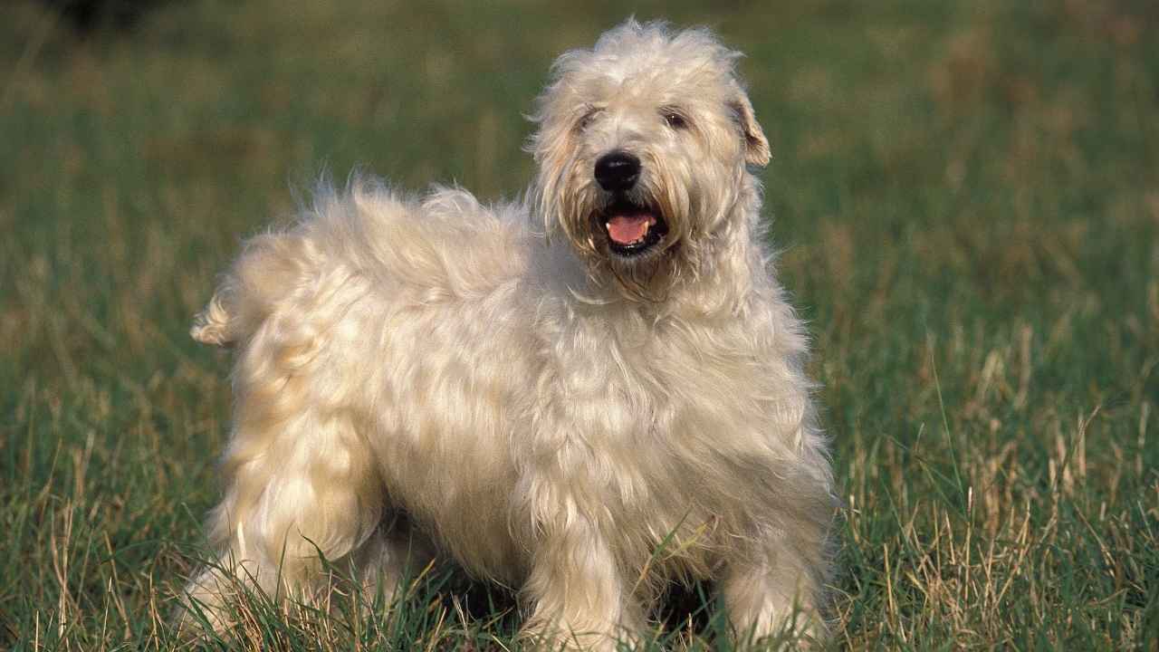 Soft Coated Wheaten Terrier