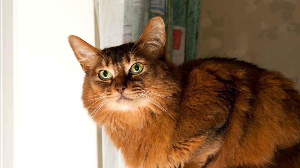 Thick fur, big tails, and soft coats—these fluffiest cat breeds are perfect for anyone who loves a snuggly pet. Find your next feline friend and learn about their care needs.