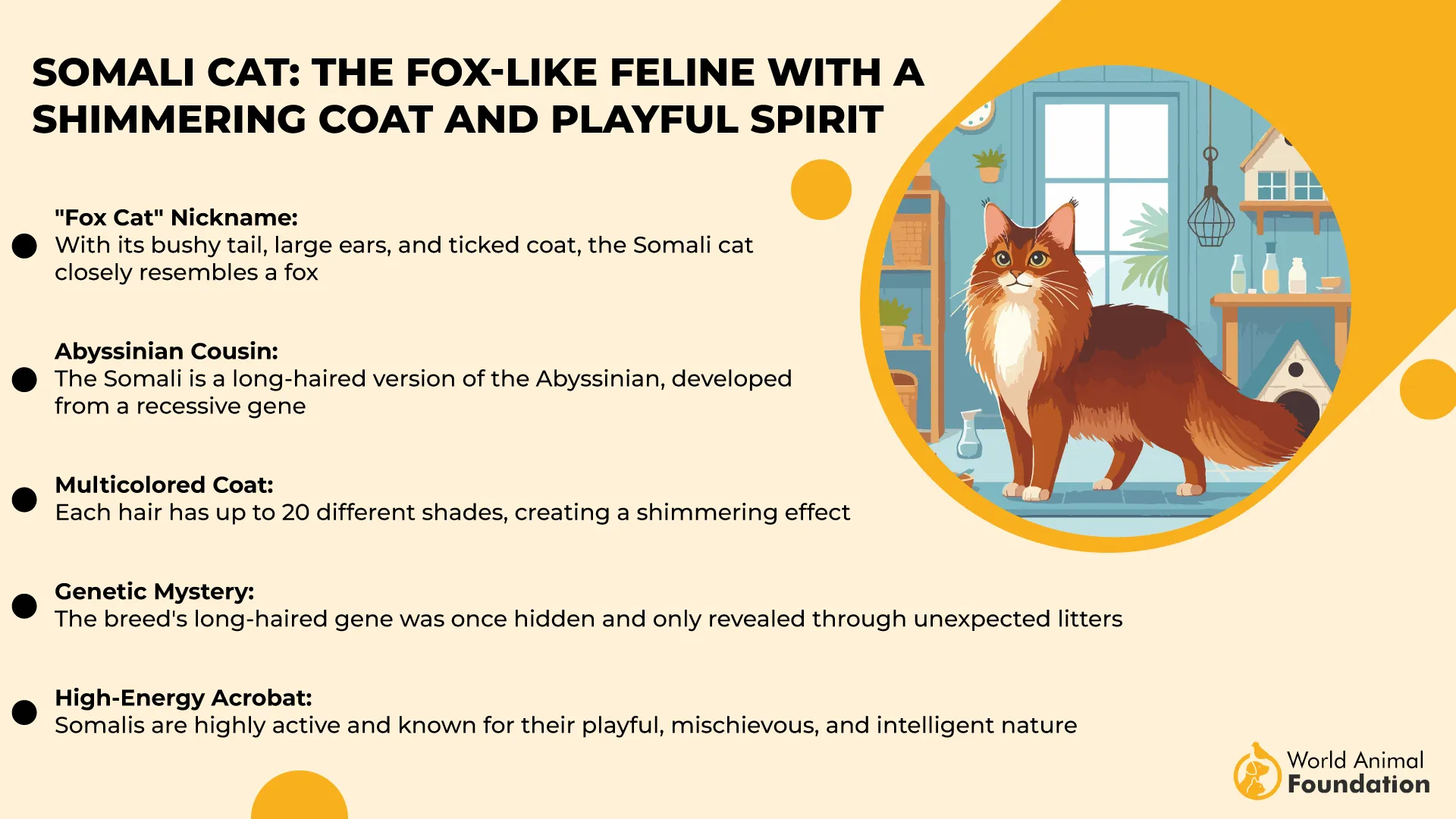 Somali Cat The Fox-Like Feline with a Shimmering Coat and Playful Spirit-01