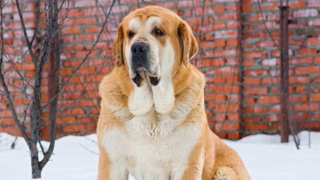 spanish mastiff