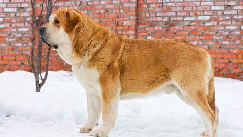 spanish mastiff
