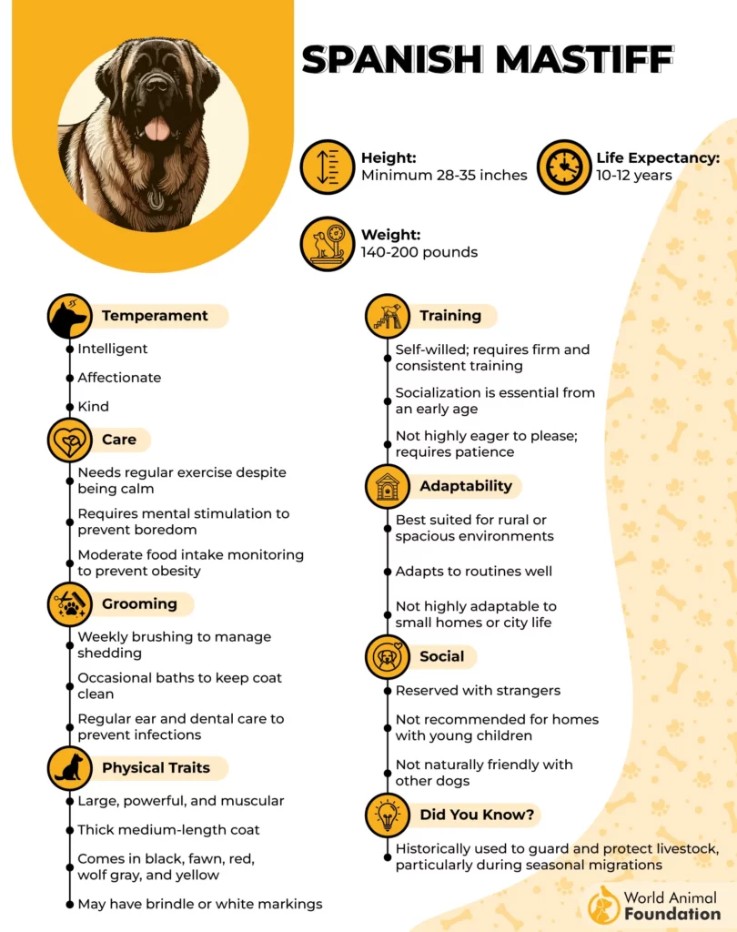 spanish mastiff