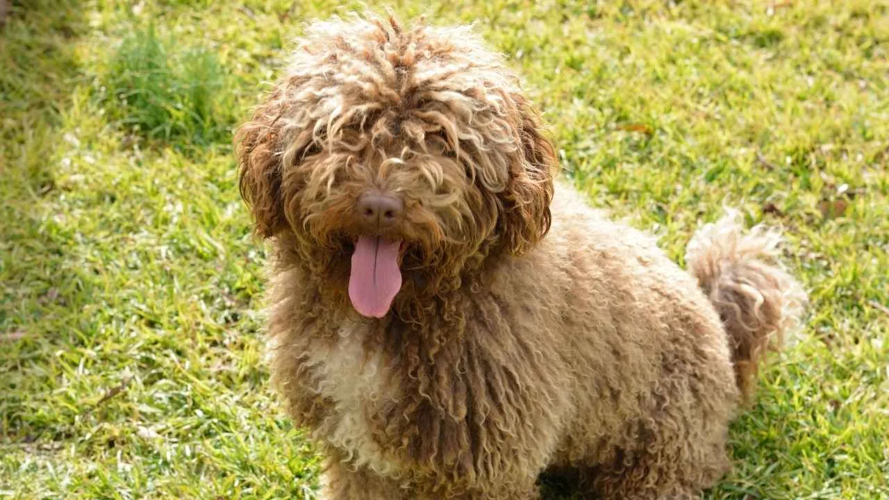 Spanish Water Dog