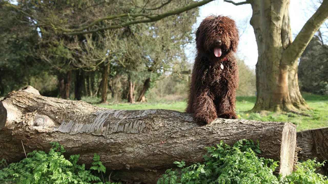 Spanish Water Dog