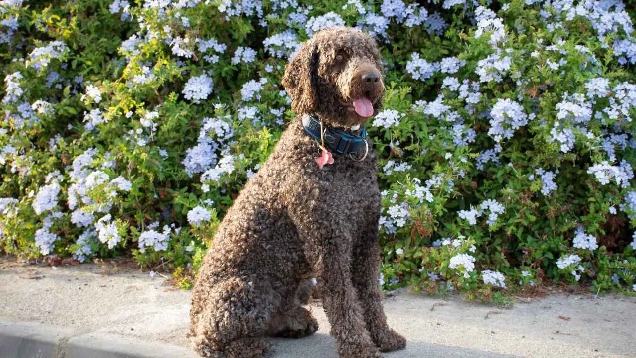 Spanish Water Dog