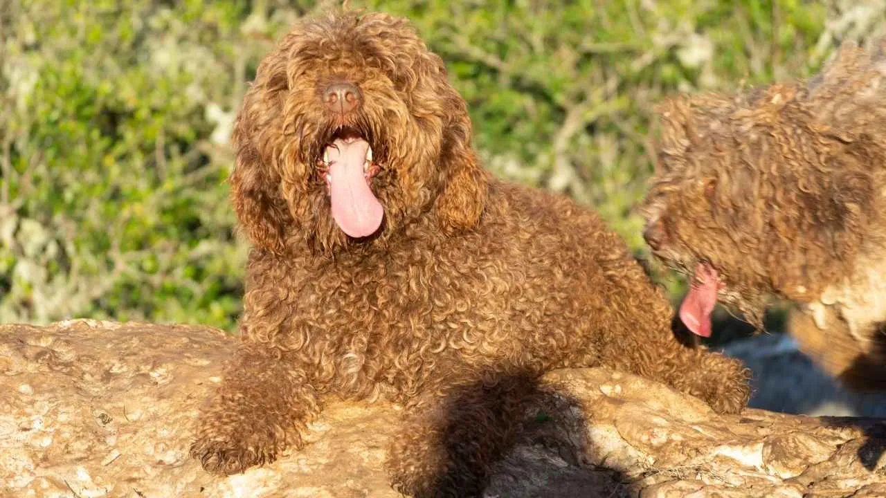 Spanish Water Dog