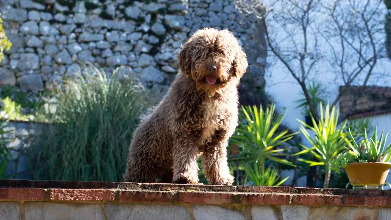 Spanish Water Dog