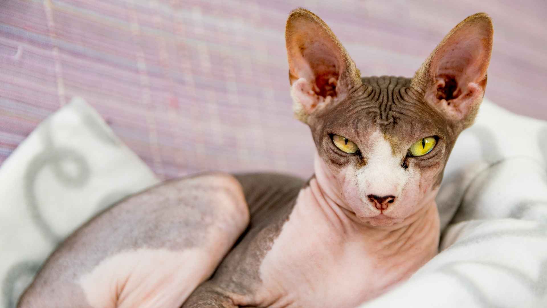 Sphynx
