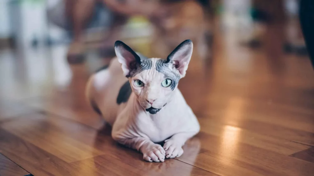 Sphynx