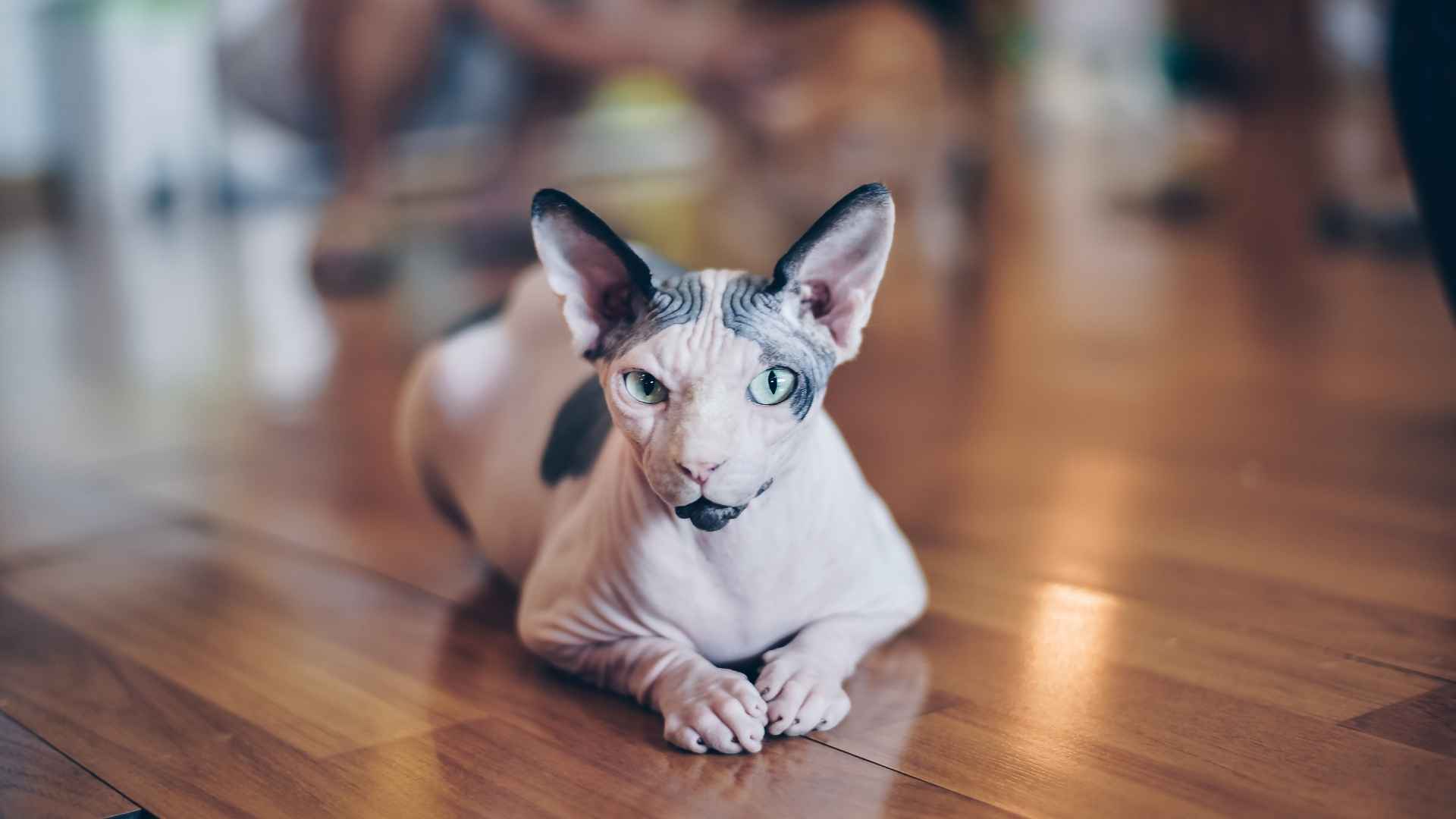 Sphynx
