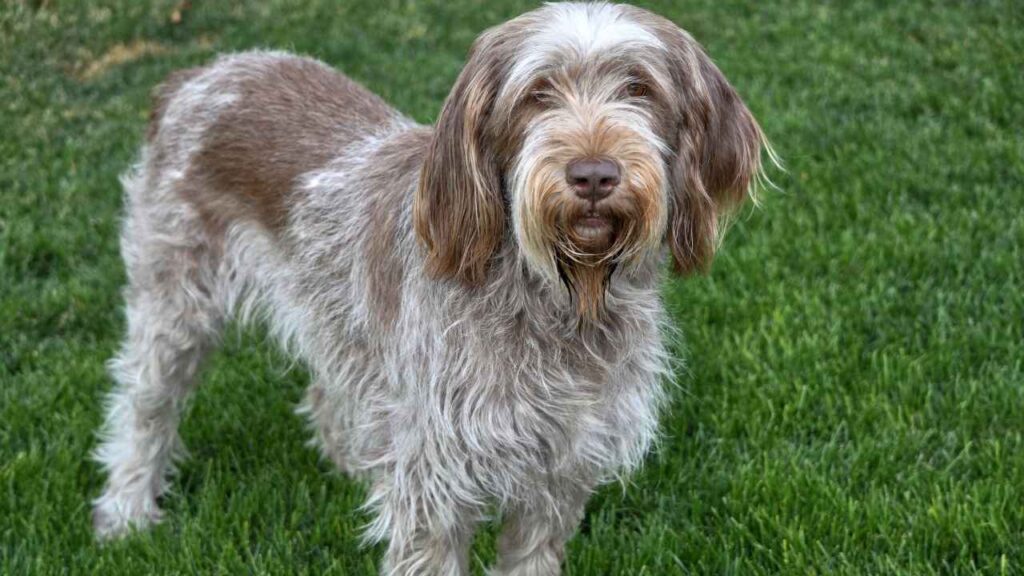 Spinone Italiano