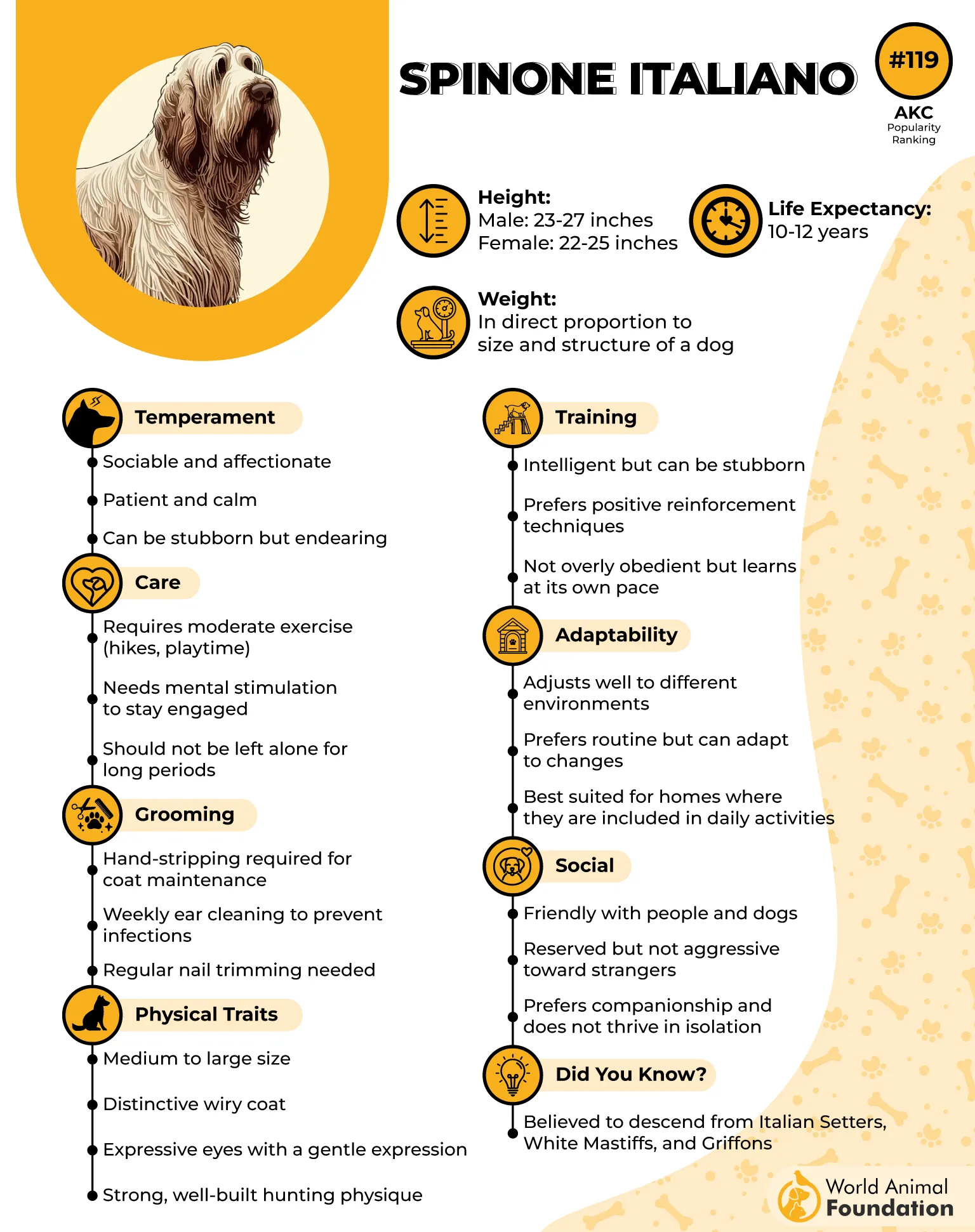 Spinone Italiano Profile