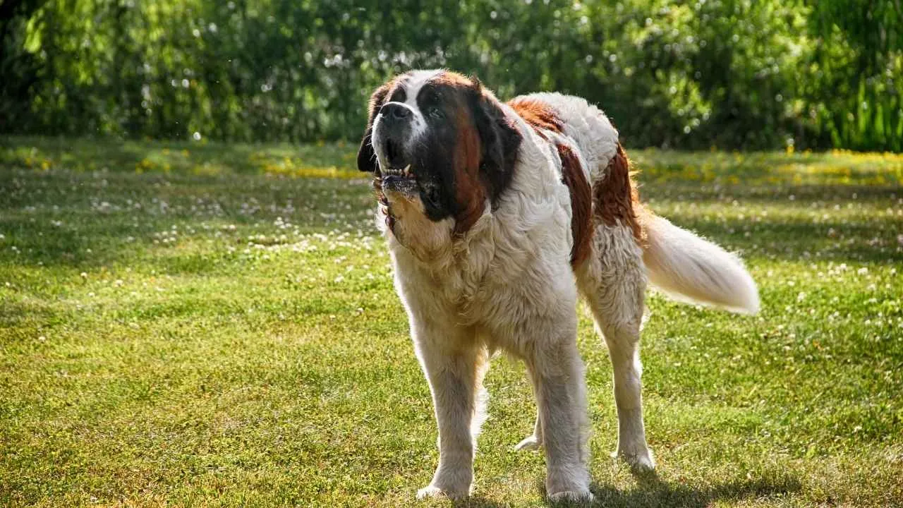 St. Bernard