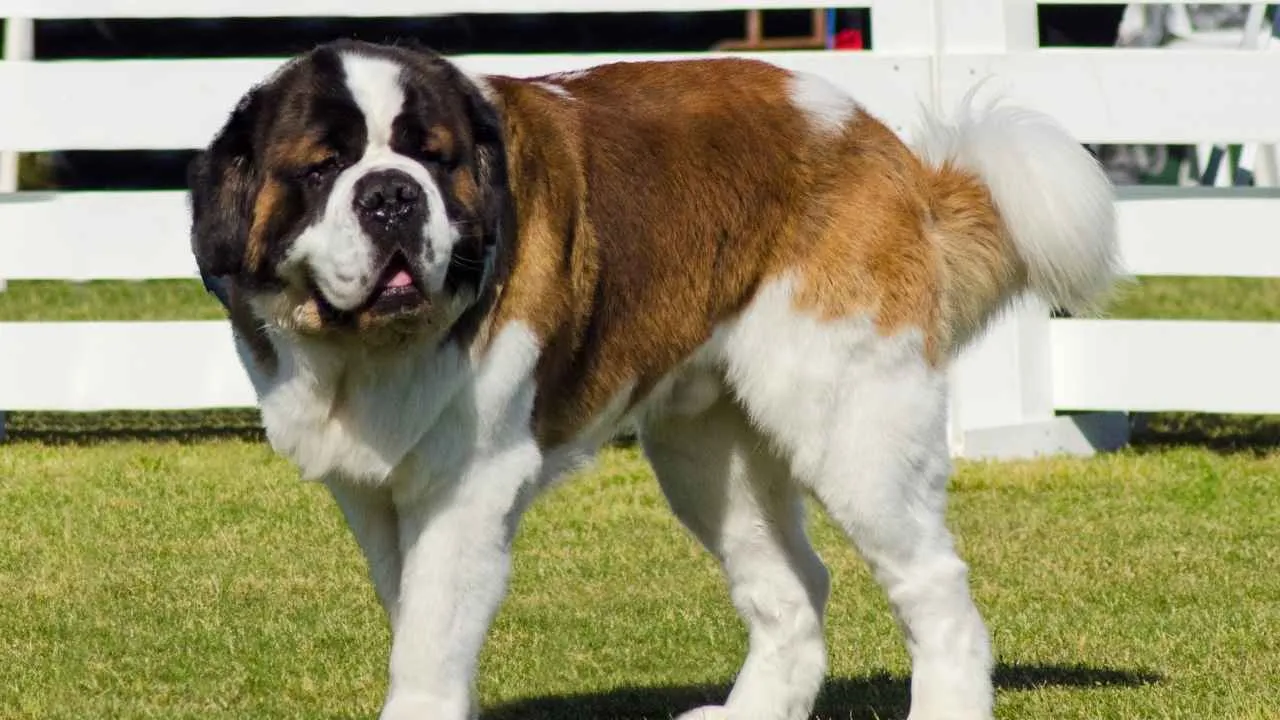 St. Bernard