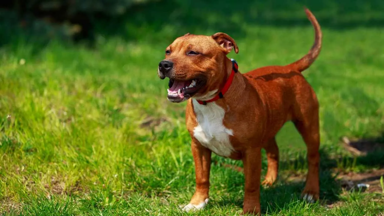 Staffordshire Bull Terrier