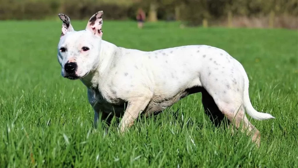 Staffordshire Bull Terrier