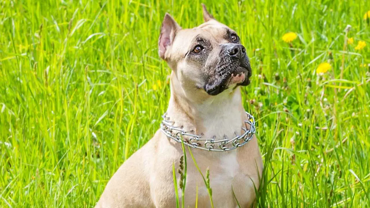 Staffordshire Bull Terrier
