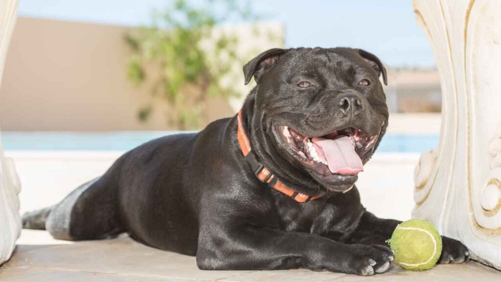 Staffordshire bull Terrier