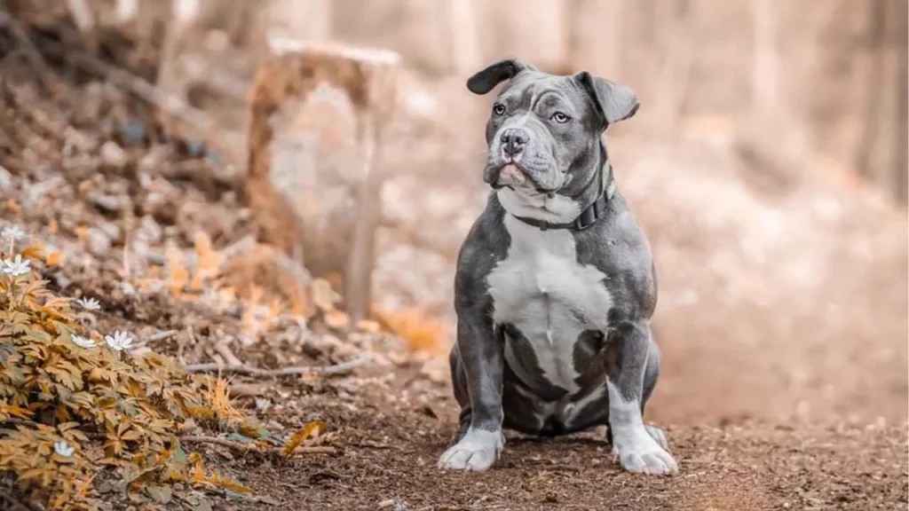 Staffordshire Bull Terrier