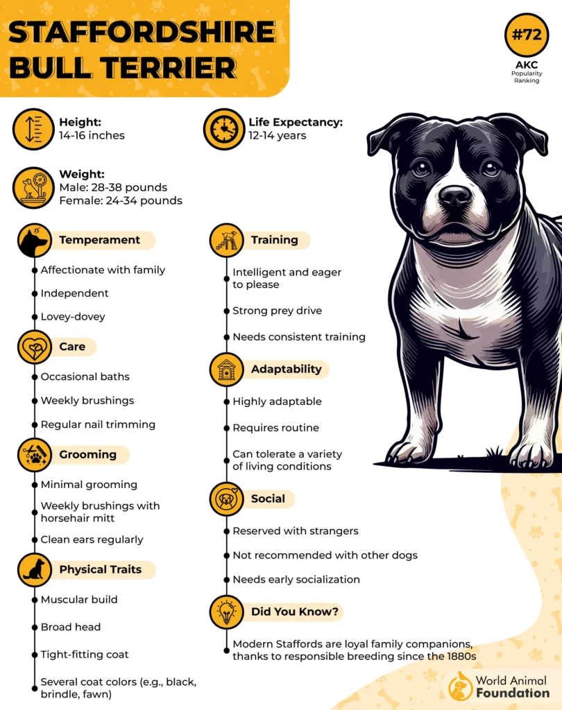 Staffordshire Bull Terrier