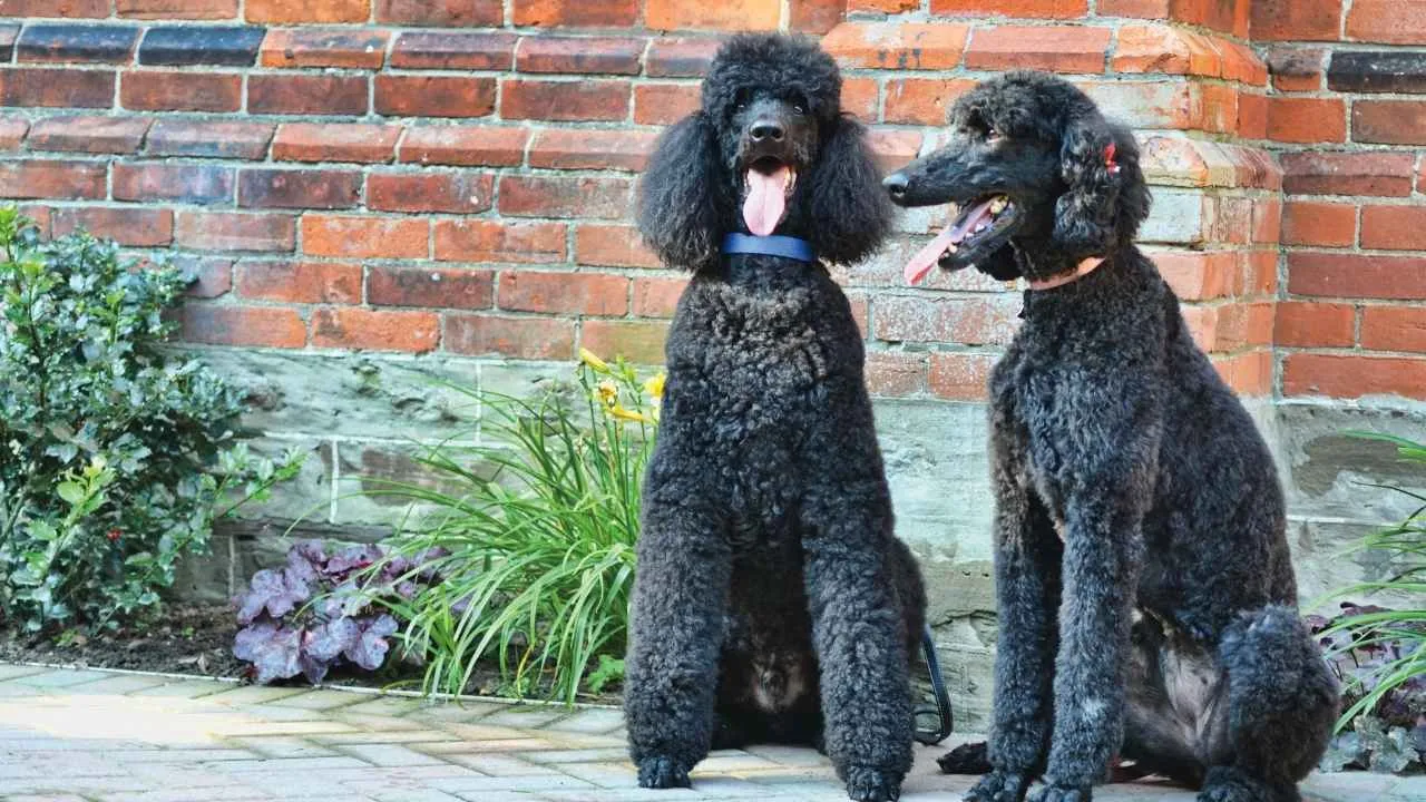 Standard Poodle