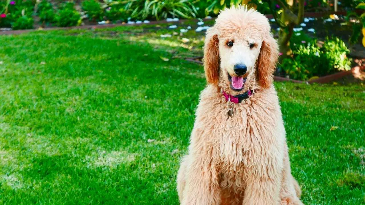 Standard Poodle