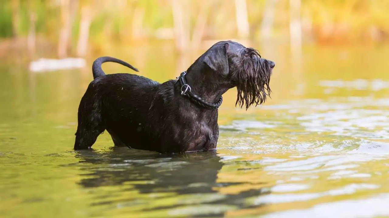 Standard Schnauzer