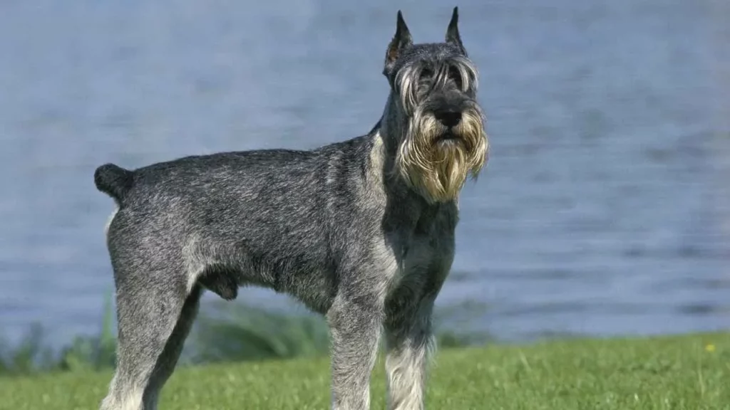 Standard Schnauzer
