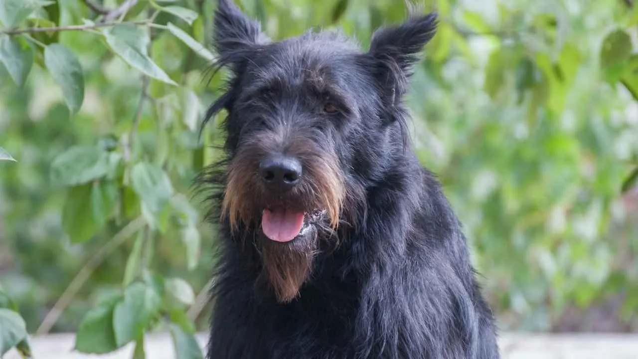 Standard Schnauzer