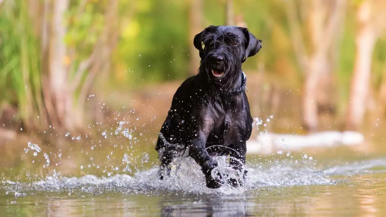 Standard Schnauzer