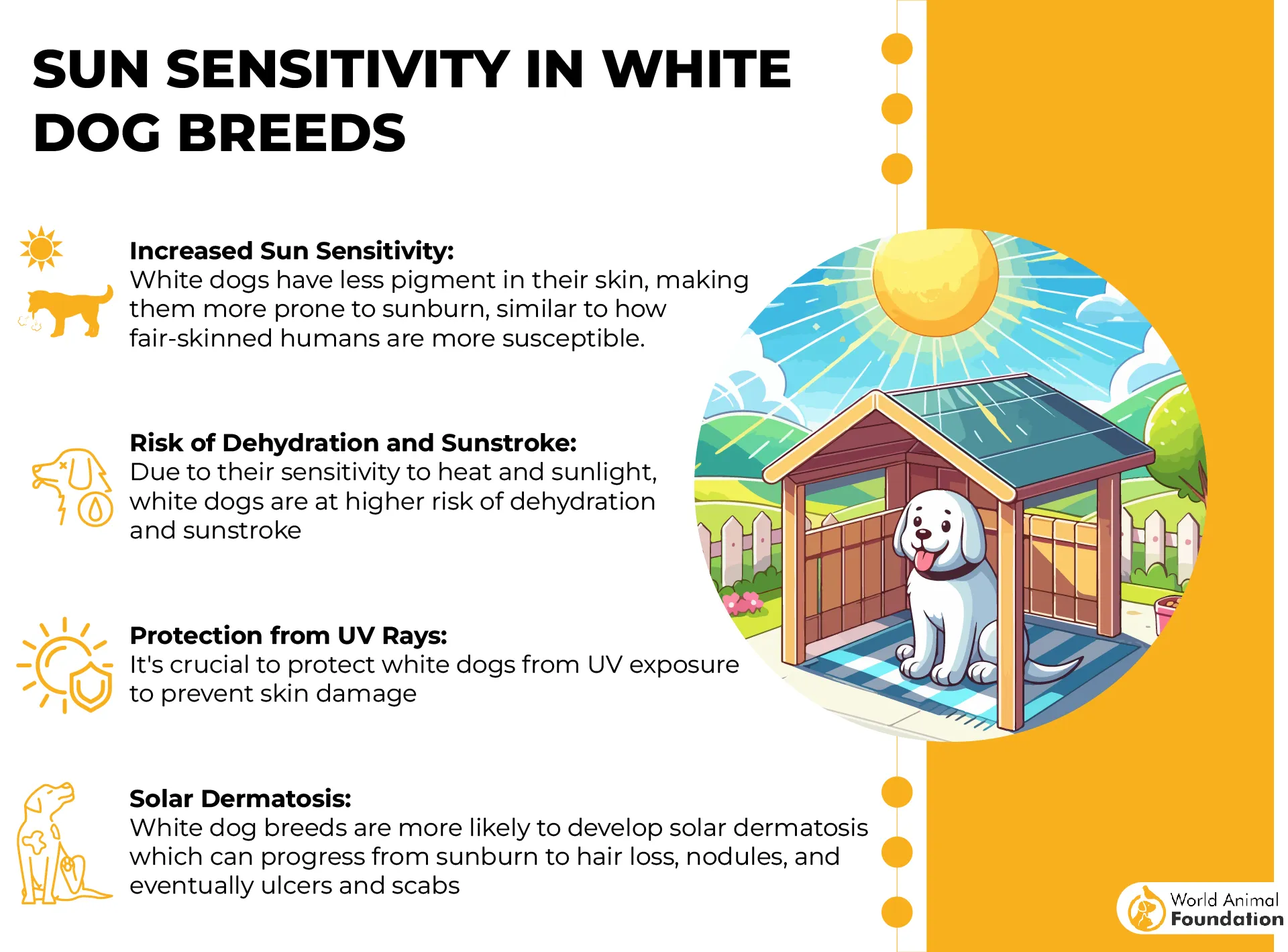 Sun Sensitivity in White Dog Breeds-01