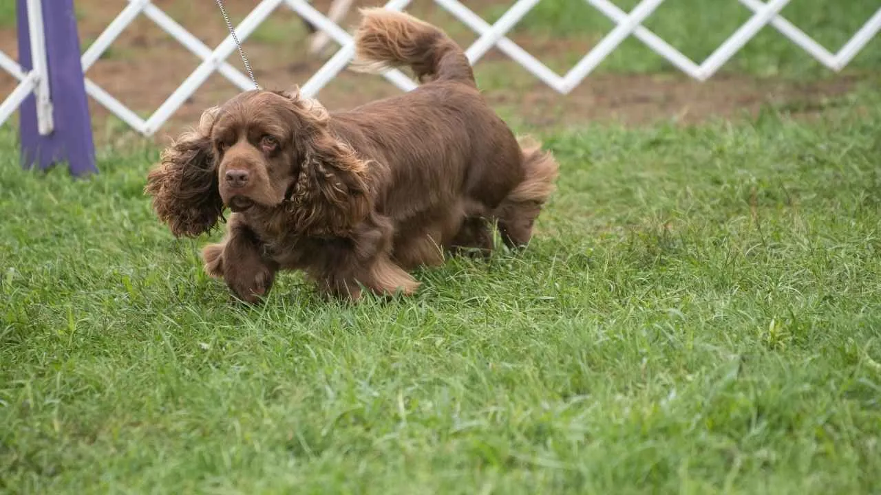 Sussex Spaniel