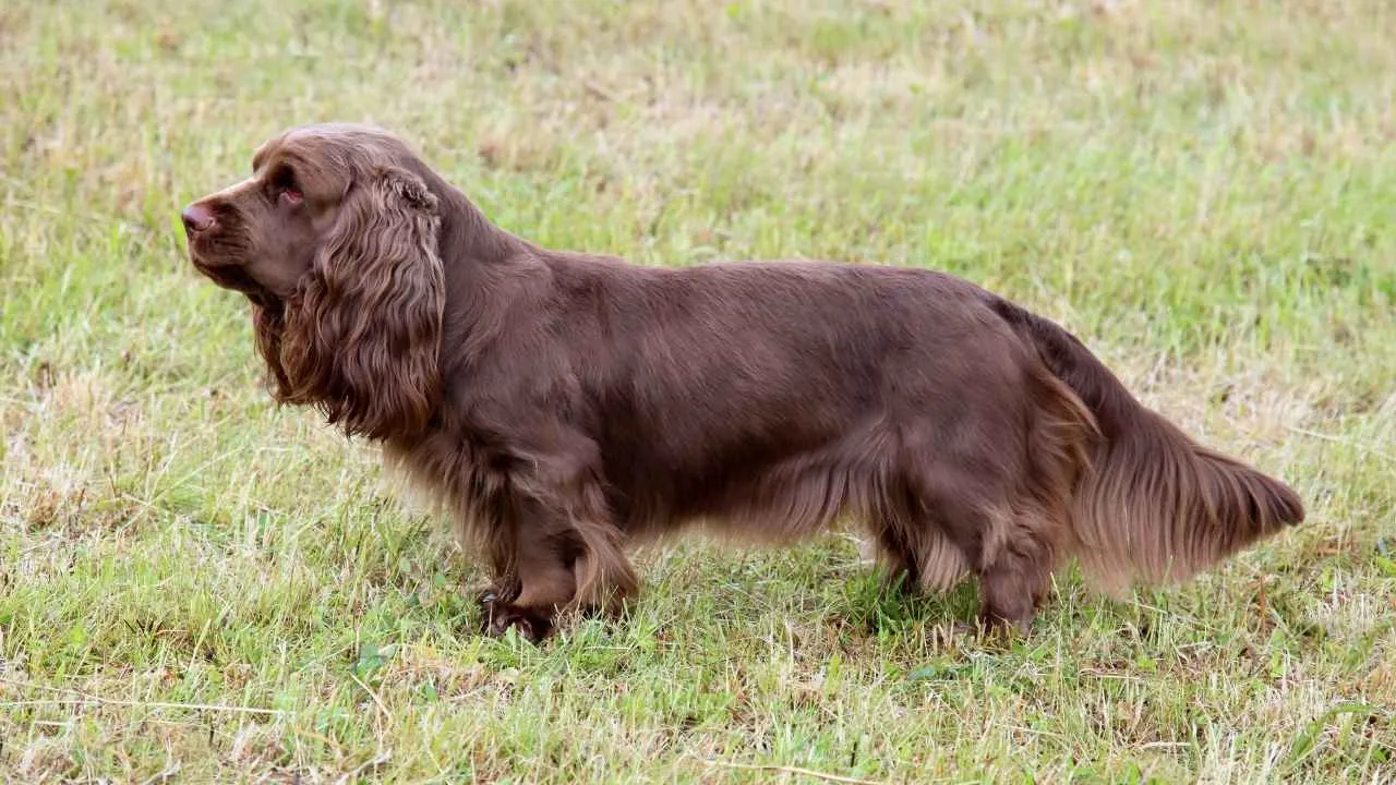 Sussex Spaniel