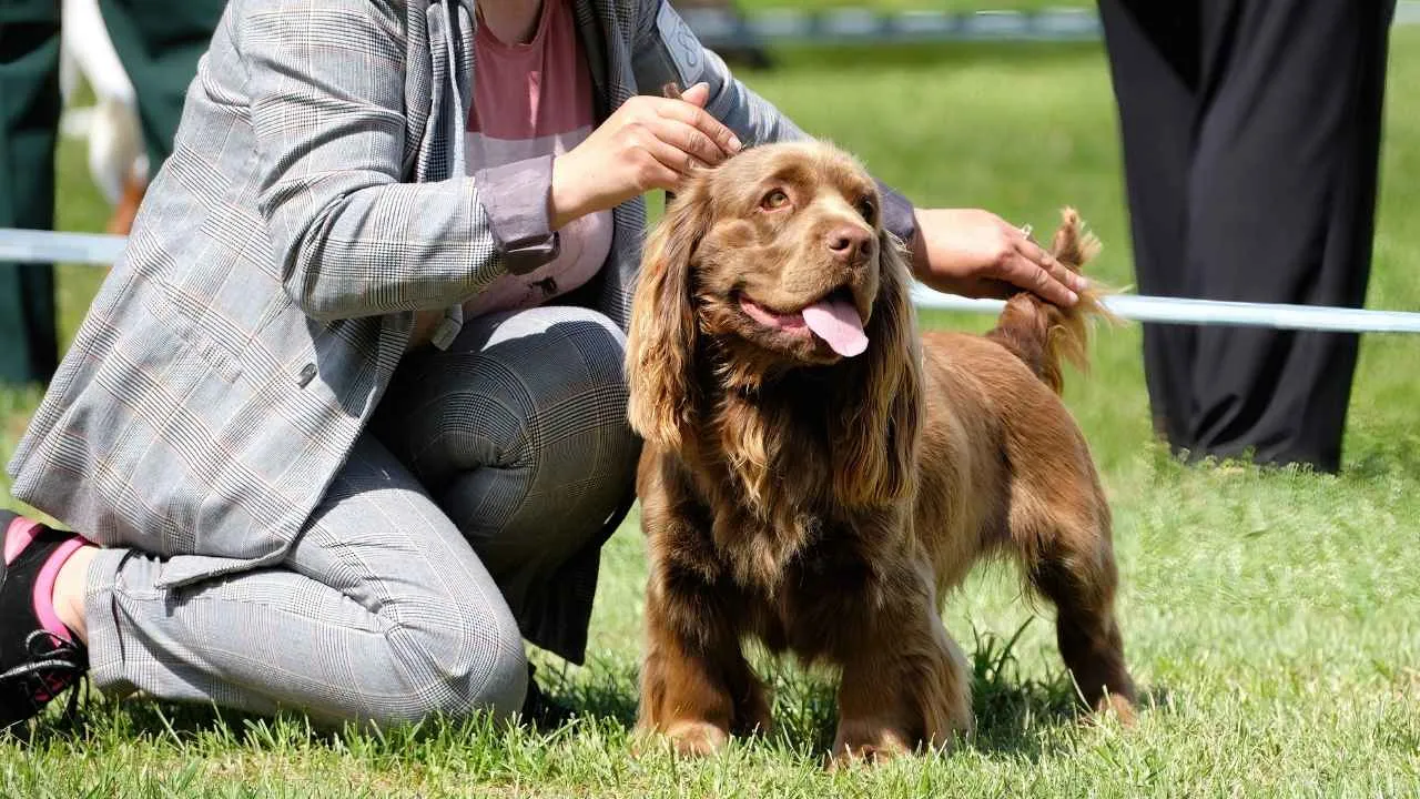 Sussex Spaniel