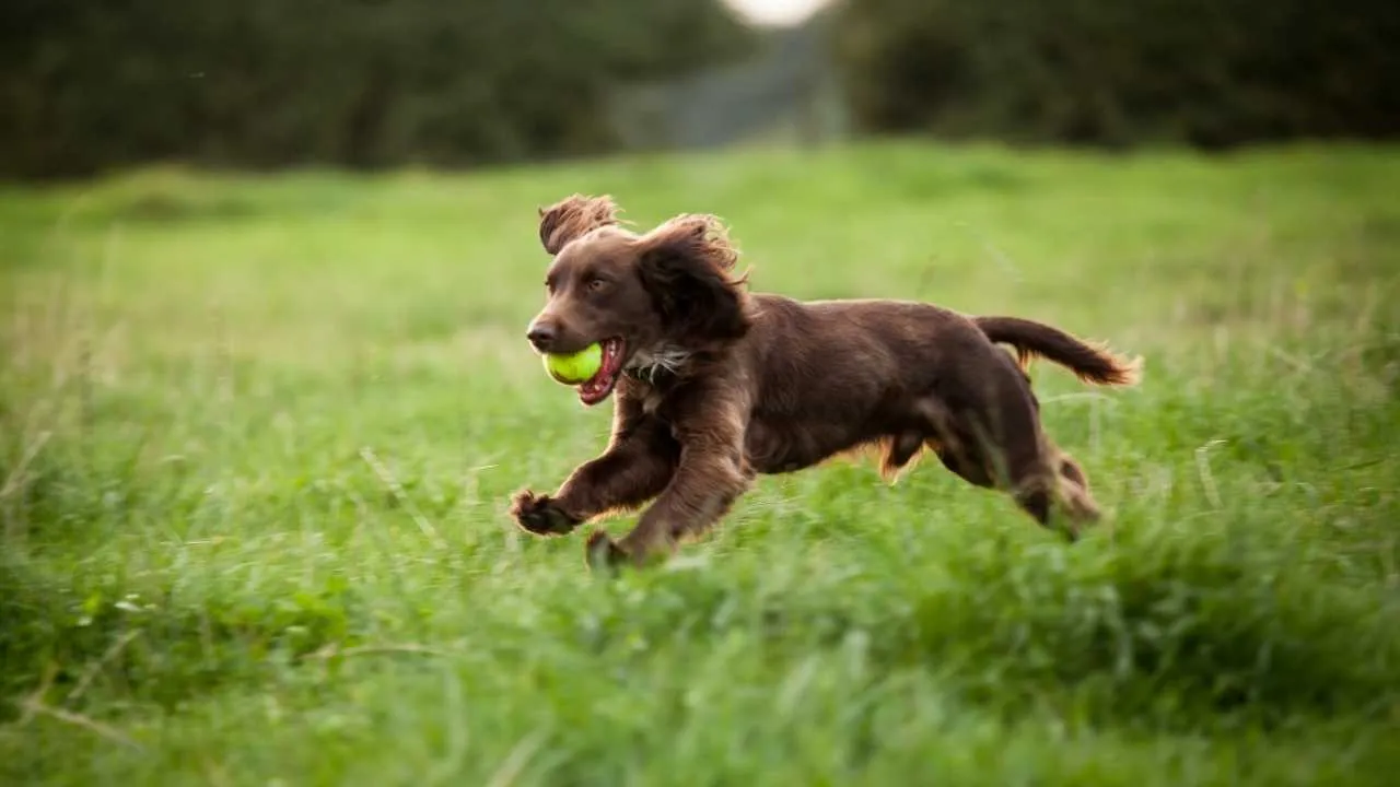Sussex Spaniel