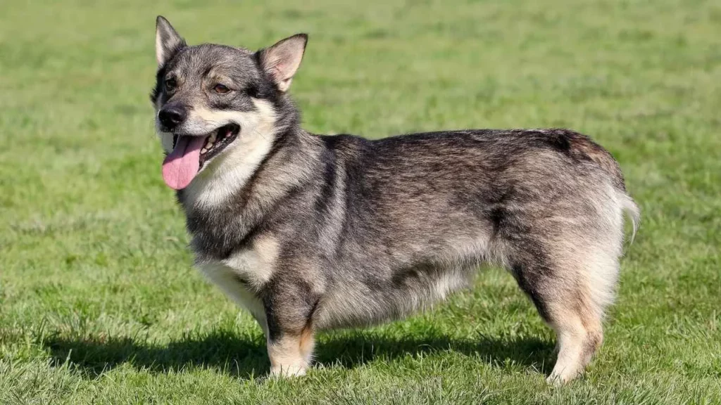 valhund