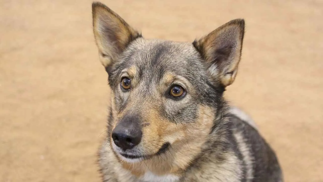 Swedish Vallhund