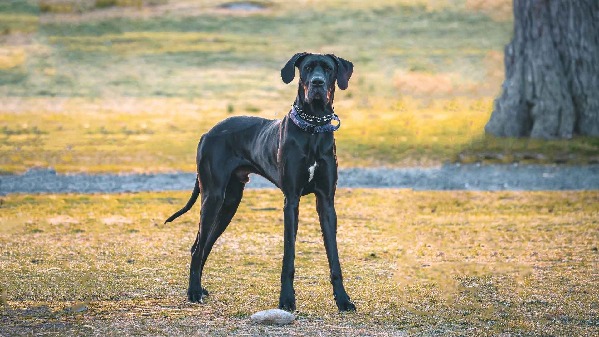 7 Stunning Tall Black Dog Breeds to Consider for Your Home
