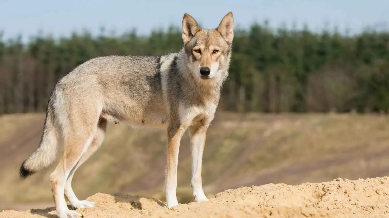 Tamaskan