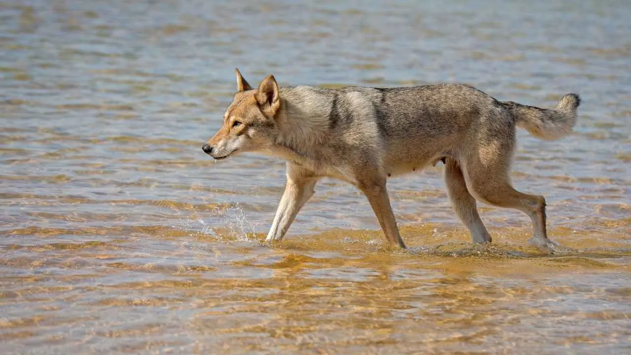 Tamaskan