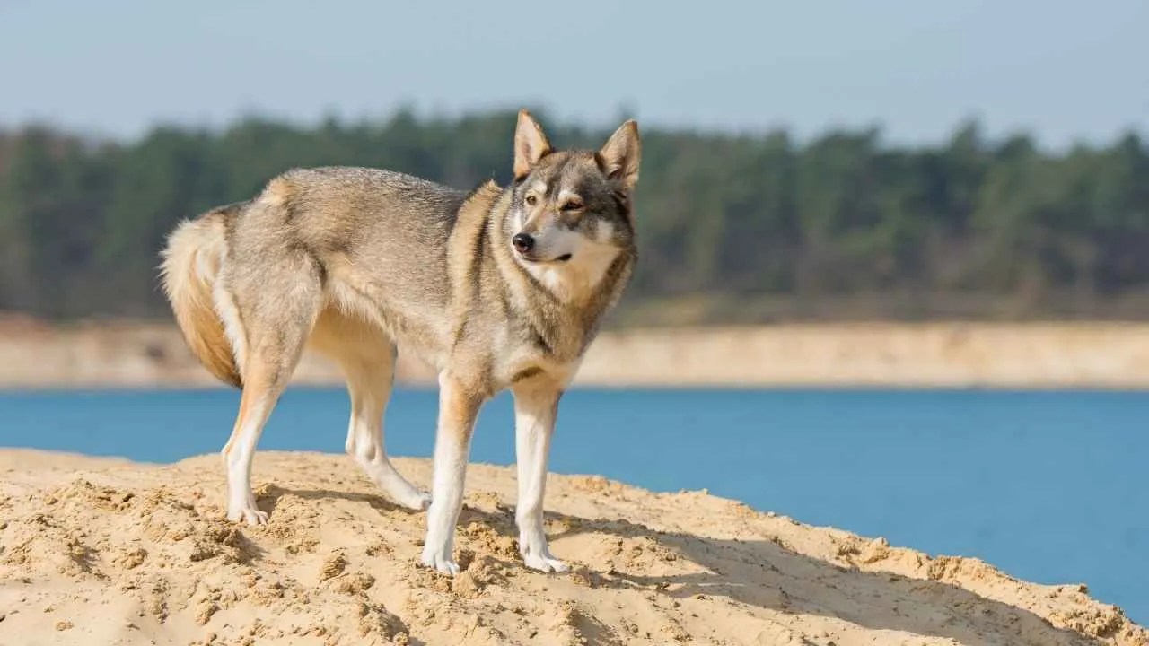 Tamaskan