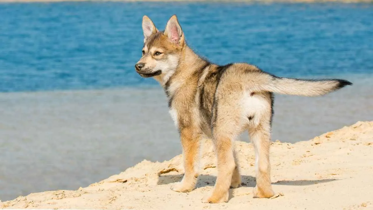 Tamaskan