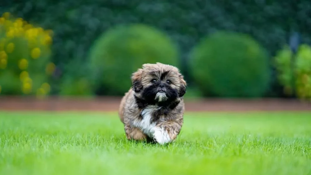 Shih Tzu