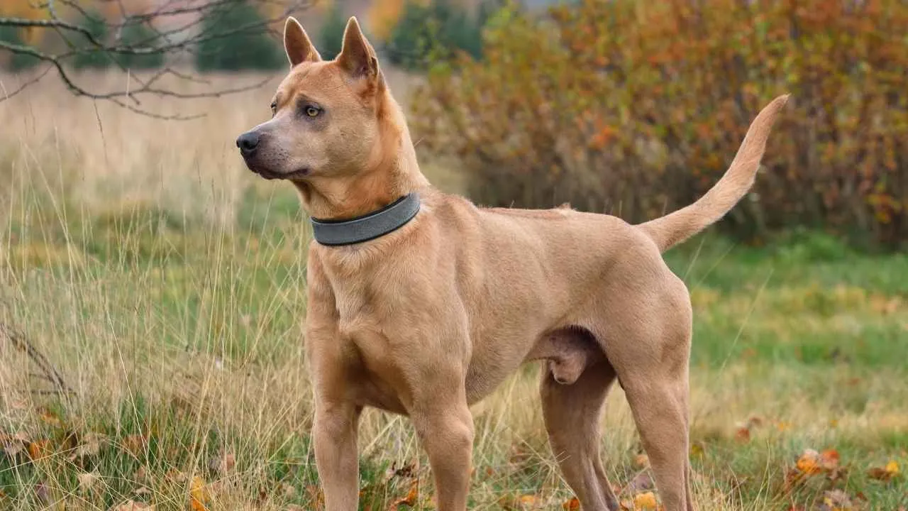 Thai Ridgeback