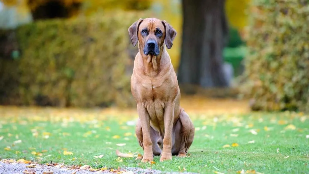 Thai Ridgeback